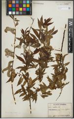 Foto von Salix rorida Laksch.